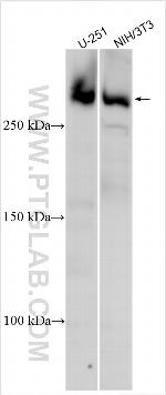 TIRAP Antibody in Western Blot (WB)