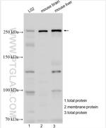 ABCA1 Antibody in Western Blot (WB)
