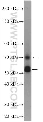 MUDENG Antibody in Western Blot (WB)