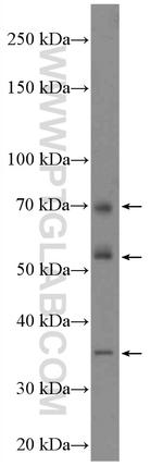 MUDENG Antibody in Western Blot (WB)