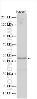 FAM54A Antibody in Western Blot (WB)