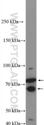 EHHADH Antibody in Western Blot (WB)