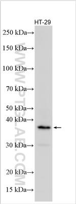 FAM84A Antibody in Western Blot (WB)