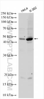 C22orf29 Antibody in Western Blot (WB)
