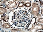 SCF Antibody in Immunohistochemistry (Paraffin) (IHC (P))