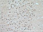 SIRPD Antibody in Immunohistochemistry (Paraffin) (IHC (P))