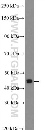 OTX1 Antibody in Western Blot (WB)
