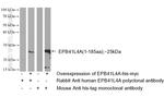 EPB41L4A Antibody in Western Blot (WB)