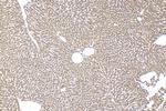 ELOVL5 Antibody in Immunohistochemistry (Paraffin) (IHC (P))