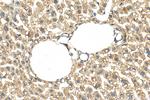 ELOVL5 Antibody in Immunohistochemistry (Paraffin) (IHC (P))