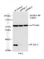 ELOVL5 Antibody in Western Blot (WB)