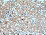 PANX2 Antibody in Immunohistochemistry (Paraffin) (IHC (P))