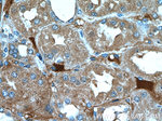 PANX2 Antibody in Immunohistochemistry (Paraffin) (IHC (P))