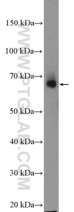 PANX2 Antibody in Western Blot (WB)