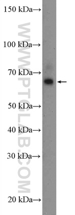 PANX2 Antibody in Western Blot (WB)