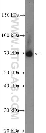PANX2 Antibody in Western Blot (WB)