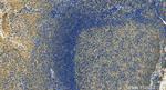 XCL1 Antibody in Immunohistochemistry (Paraffin) (IHC (P))
