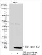 XCL1 Antibody in Western Blot (WB)