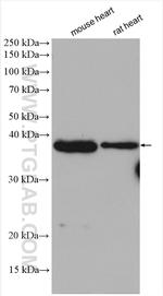 TRDN Antibody in Western Blot (WB)