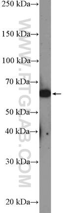 LOXL1 Antibody in Western Blot (WB)