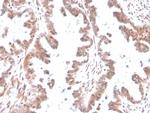 GDF9 (Growth Differentiation Factor 9) Monoclonal Antibody (GDF9/4261)