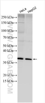 ELOVL7 Antibody in Western Blot (WB)