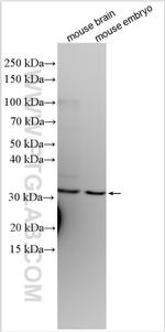 GSX2 Antibody in Western Blot (WB)