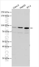 RGL3 Antibody in Western Blot (WB)