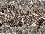 CLRN1 Antibody in Immunohistochemistry (Paraffin) (IHC (P))
