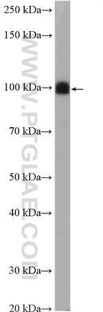 DRP2 Antibody in Western Blot (WB)