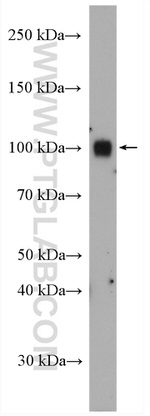 DRP2 Antibody in Western Blot (WB)