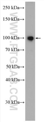 DRP2 Antibody in Western Blot (WB)