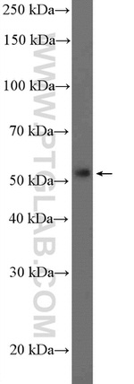 DUOXA1 Antibody in Western Blot (WB)