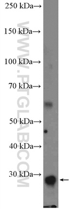 DUOXA1 Antibody in Western Blot (WB)