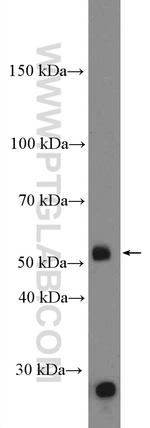 DUOXA1 Antibody in Western Blot (WB)