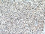 AADAC Antibody in Immunohistochemistry (Paraffin) (IHC (P))
