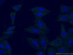 HELZ Antibody in Immunocytochemistry (ICC/IF)