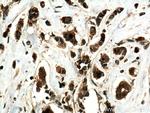 HELZ Antibody in Immunohistochemistry (Paraffin) (IHC (P))