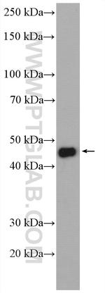 CFDP1 Antibody in Western Blot (WB)