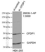 CFDP1 Antibody in Western Blot (WB)