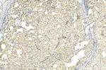 PCID2 Antibody in Immunohistochemistry (Paraffin) (IHC (P))