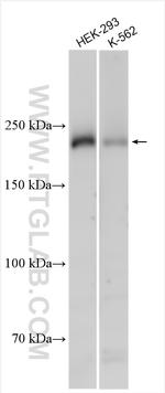 WSTF Antibody in Western Blot (WB)