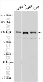 LIN54 Antibody in Western Blot (WB)
