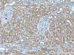 PEX13 Antibody in Immunohistochemistry (Paraffin) (IHC (P))