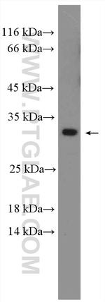 REEP4 Antibody in Western Blot (WB)