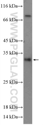 REEP4 Antibody in Western Blot (WB)
