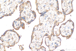 ADAMTSL3 Antibody in Immunohistochemistry (Paraffin) (IHC (P))