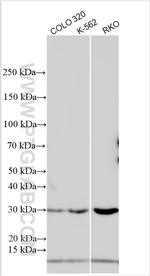 DENND4A Antibody in Western Blot (WB)