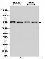 EGFL7 Antibody in Western Blot (WB)
