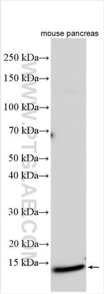 SYCN Antibody in Western Blot (WB)